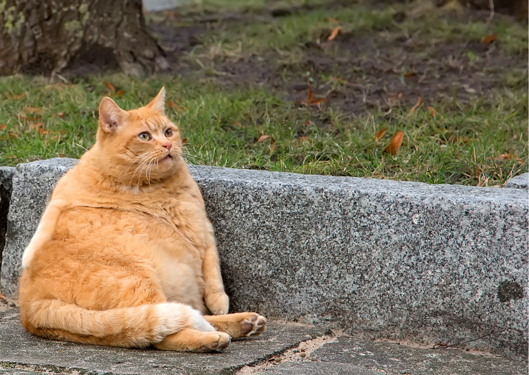 Diabetes in Cats | Symptoms and Treatment