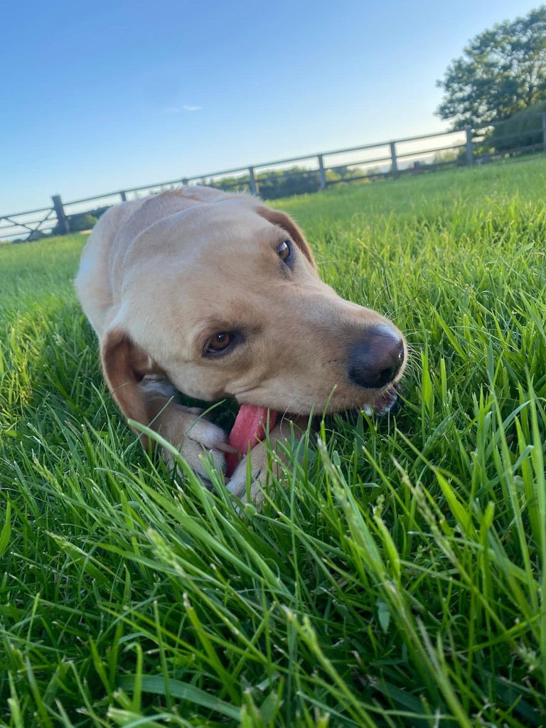 How To Make Yak Chew Nuggets