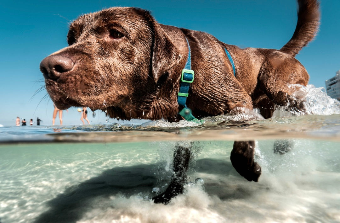 How to Keep Your Dog Cool During Summer