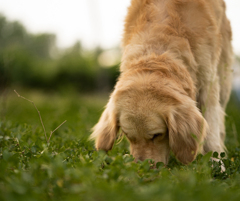 Why Does My Dog Eat Grass?