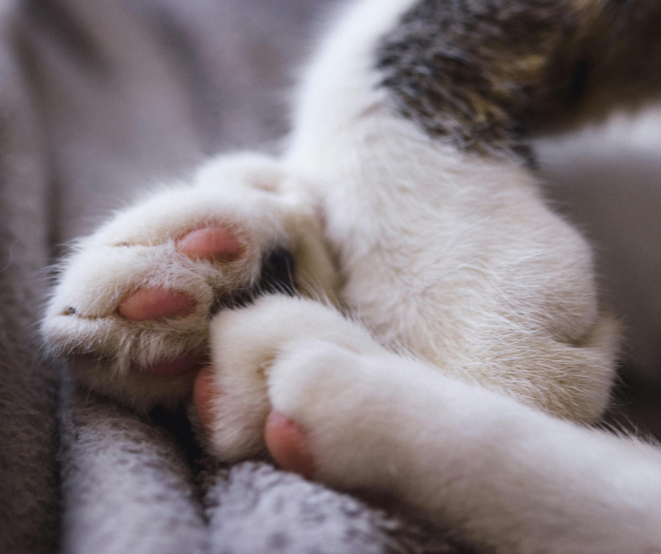 Why Do Cats Knead?