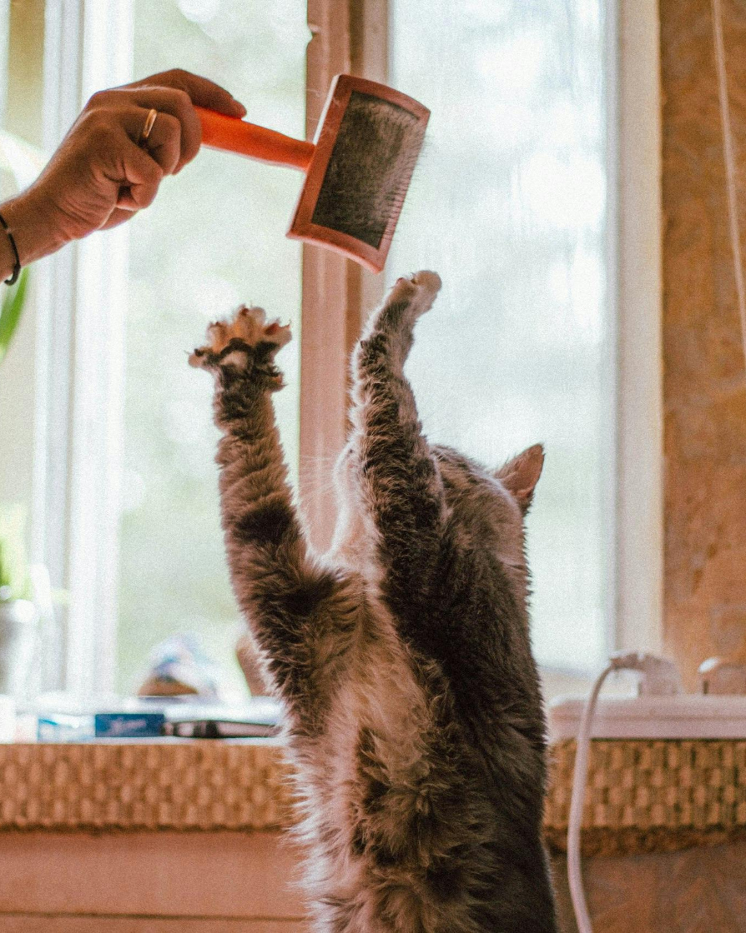 The Best Cat Grooming Brushes For 2025