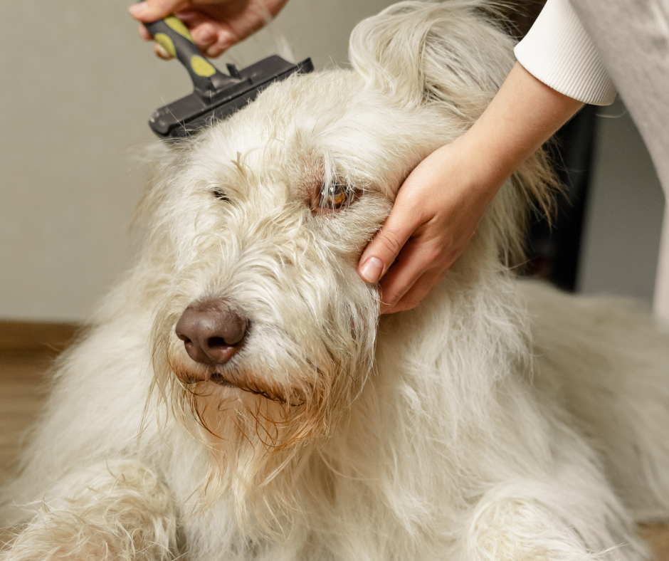 The Best Dog Grooming Brushes for 2025