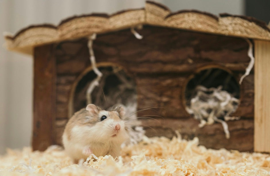 How to Create the Perfect Home for Small Pets: The Ultimate Guide