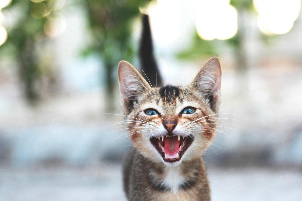 Why Won’t My Cat Stop Meowing?