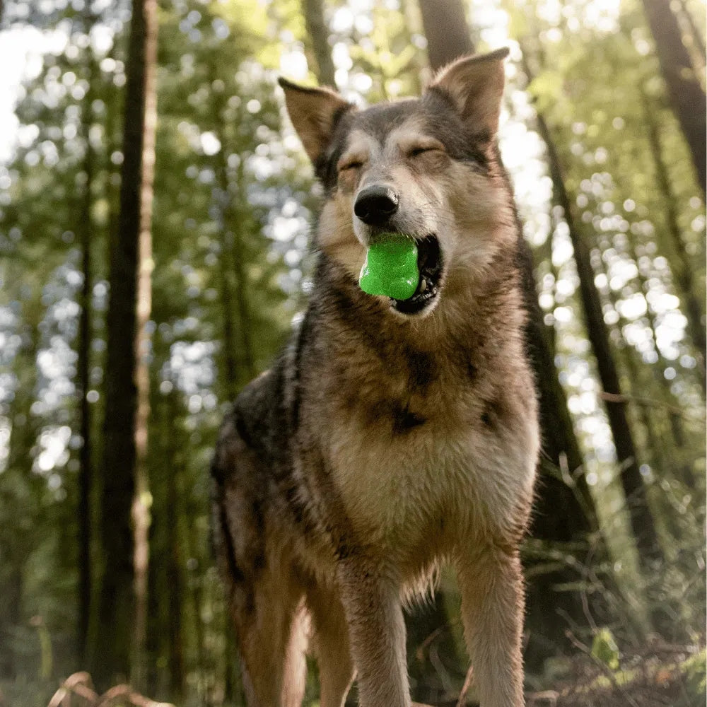 BARK Munchie The Bear Super Chewer Dog Toy