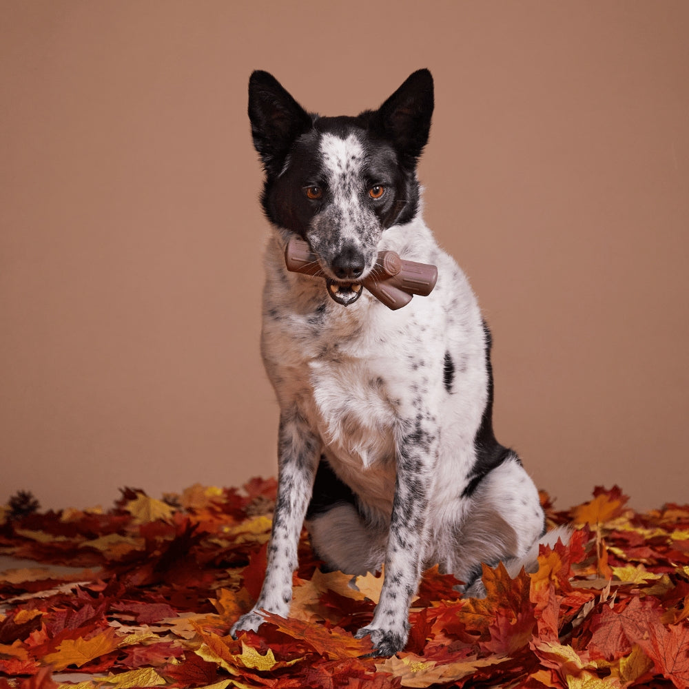 BARK Fall Fetch Stick The Grrreat Outdoors Super Chewer Dog Toy