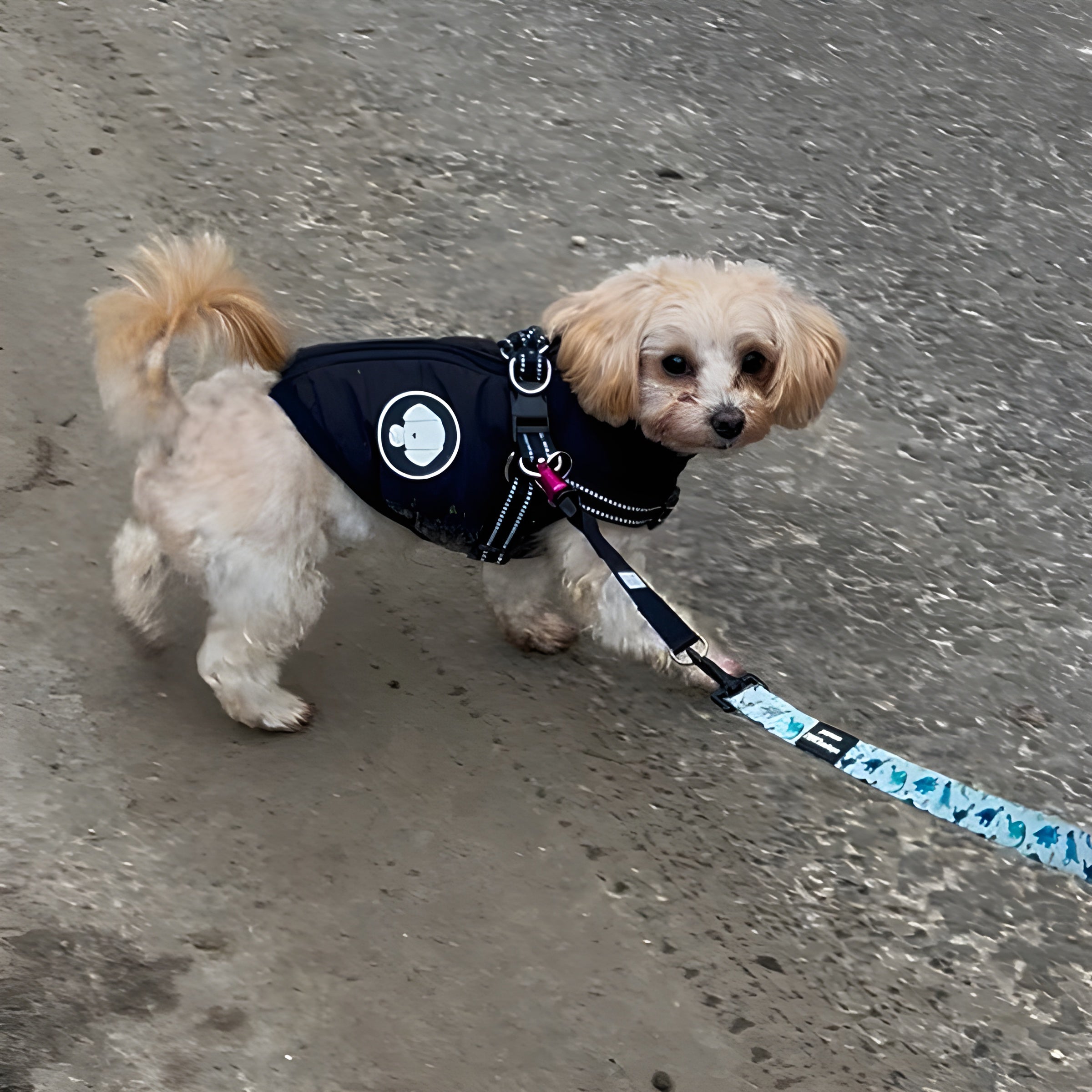 Wolfclip Original Adapters & Housings 5 Colours 2 Sizes