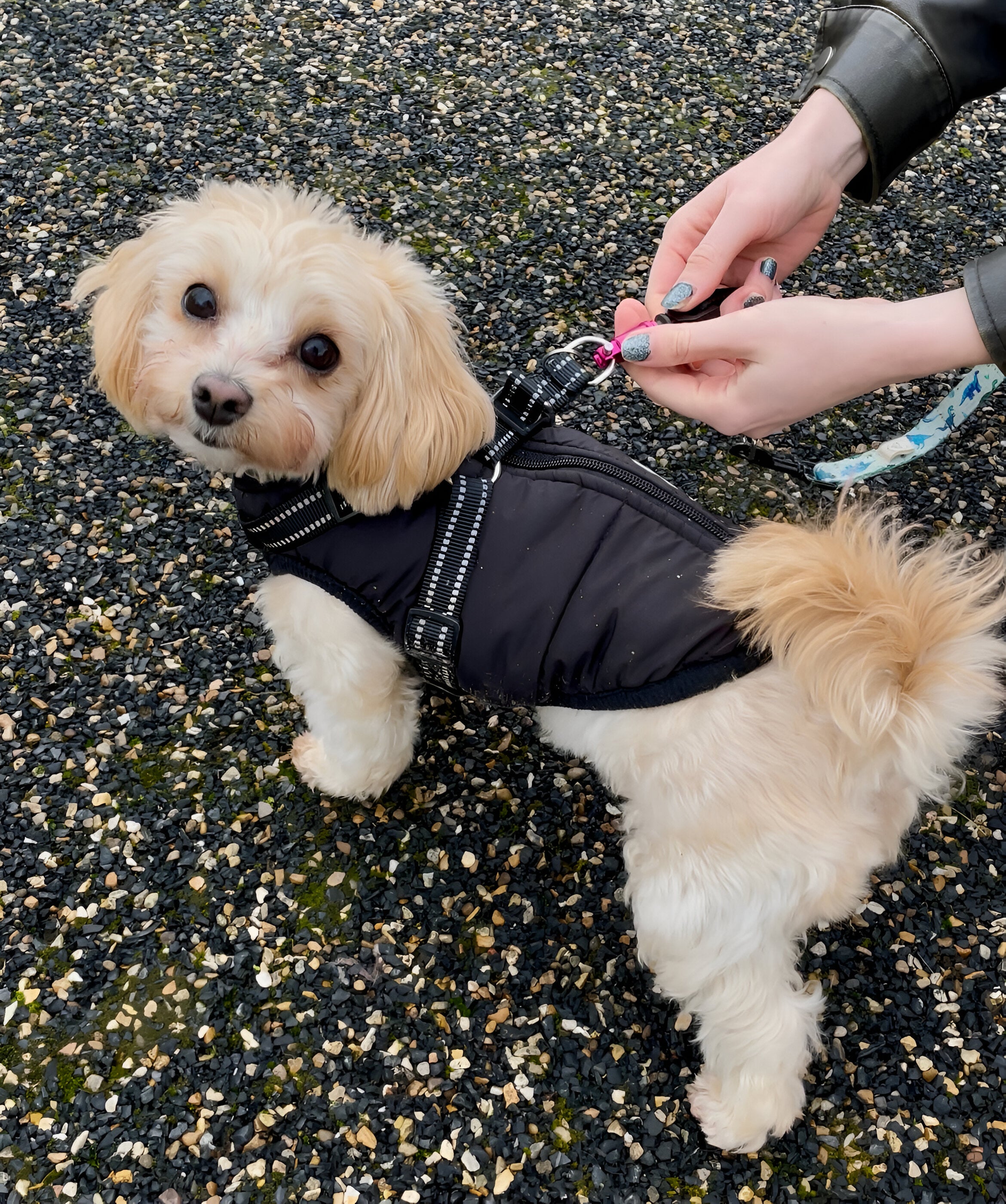 Wolfclip Original Adapters & Housings 5 Colours 2 Sizes