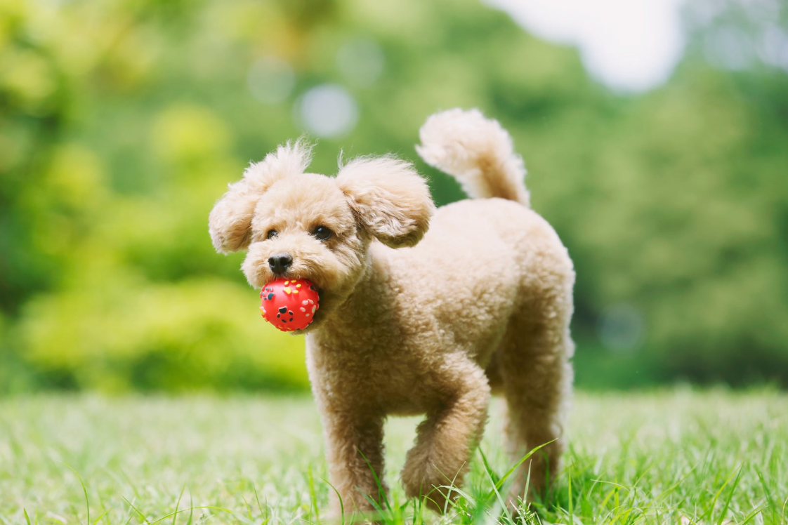 The Best Dog Balls for 2026