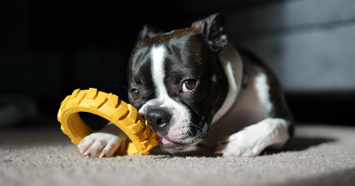 How Can Toys Help With Dog Training