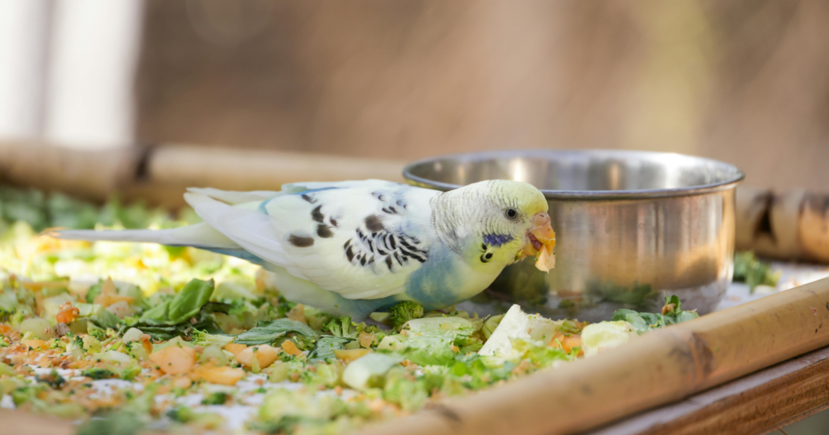 The Best Tropical Bird Food for 2026