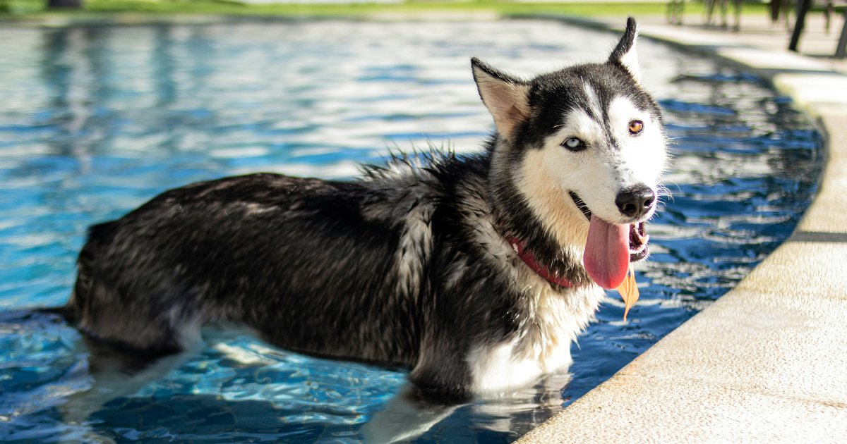 Keeping Your Pet Cool and Hydrated During the Summer
