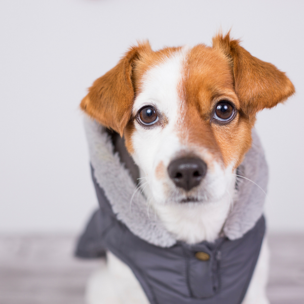 Why should I buy a dog coat?