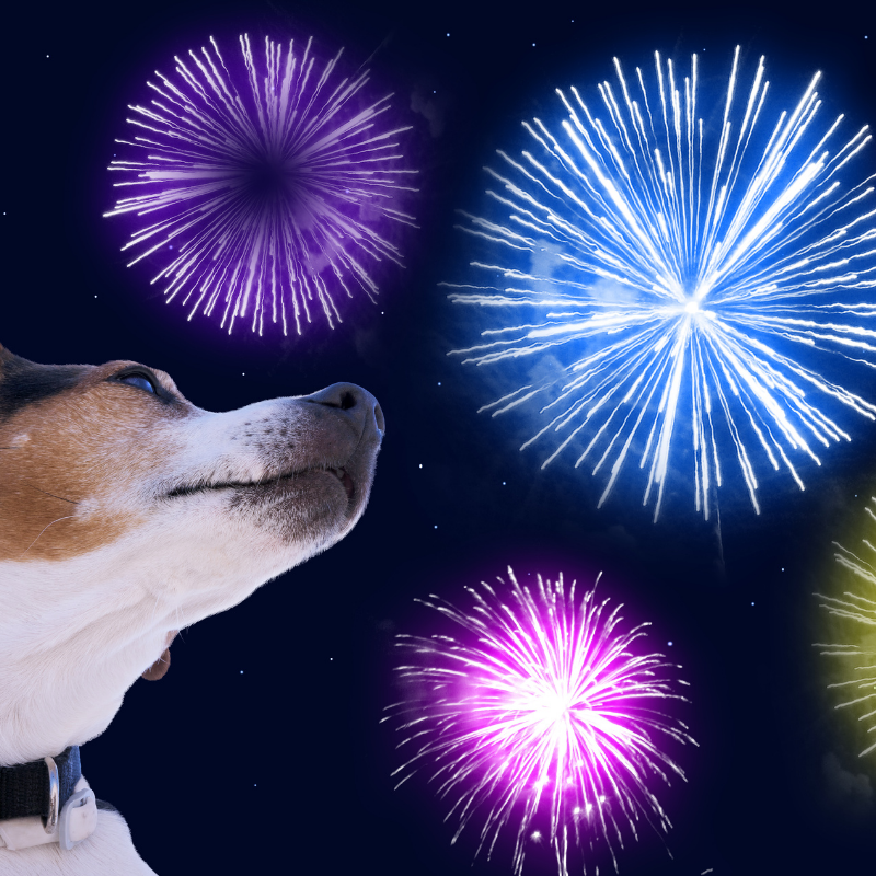 How do you Keep your Dog Calm During Fireworks Night?