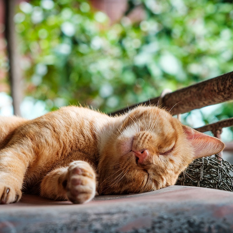 Purr-fect Health: Holistic Approaches to Cat Wellness