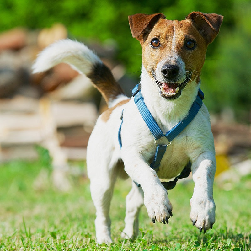 Why Should You Invest in a Quality Dog Harness