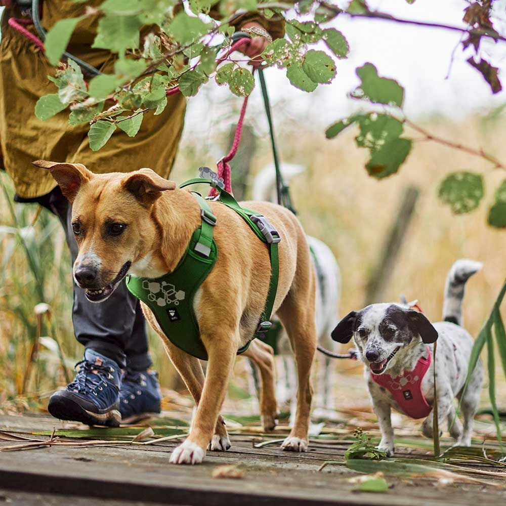 Hurtta Weekend Warrior II ECO Dog Harness Peacock 5 Sizes