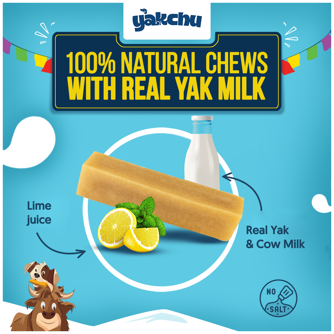 Yakchoo Himalayan Yak Cheese Dog Chews – Medium 70g - 2 or 3 Pack Options