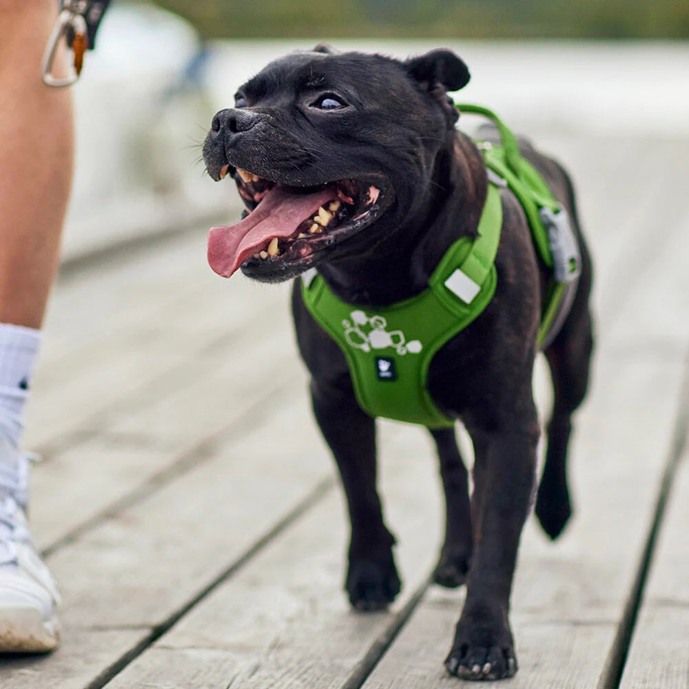 Hurtta Weekend Warrior II ECO Dog Harness Peacock 5 Sizes
