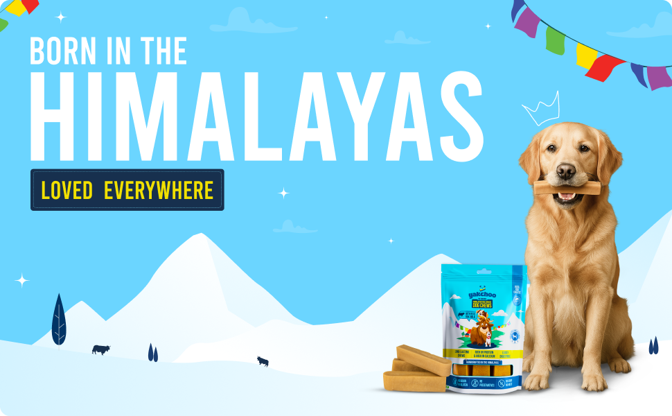 Yakchoo Himalayan Yak Cheese Dog Chews – Large 130g - 2 or 3 Pack Options