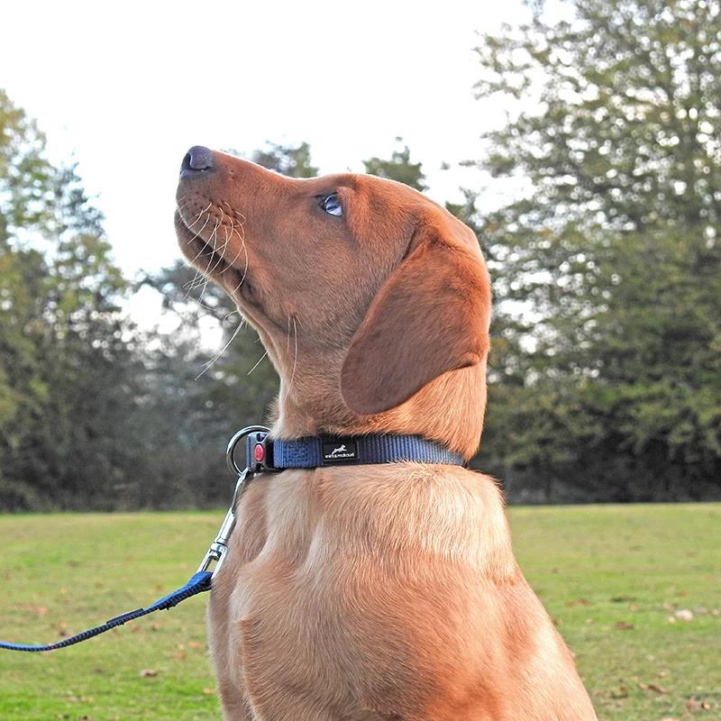 Miro & Makauri Belay Nylon Safety Dog Collars Brown 4 Sizes