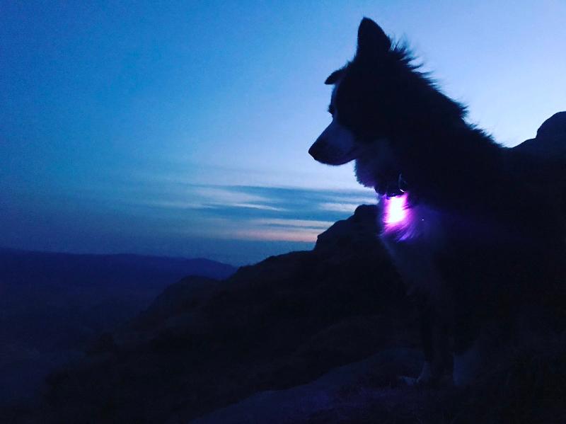 Orbiloc Dog Dual LED Night Safety Light Purple