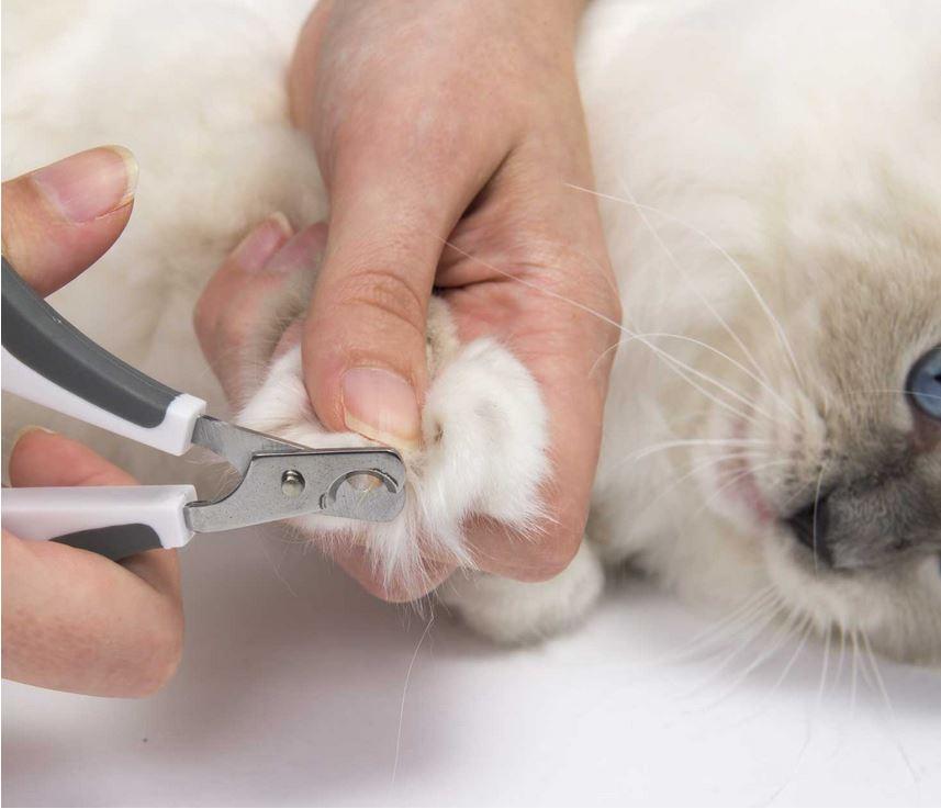 Catit Cat Long Hair Grooming Kit