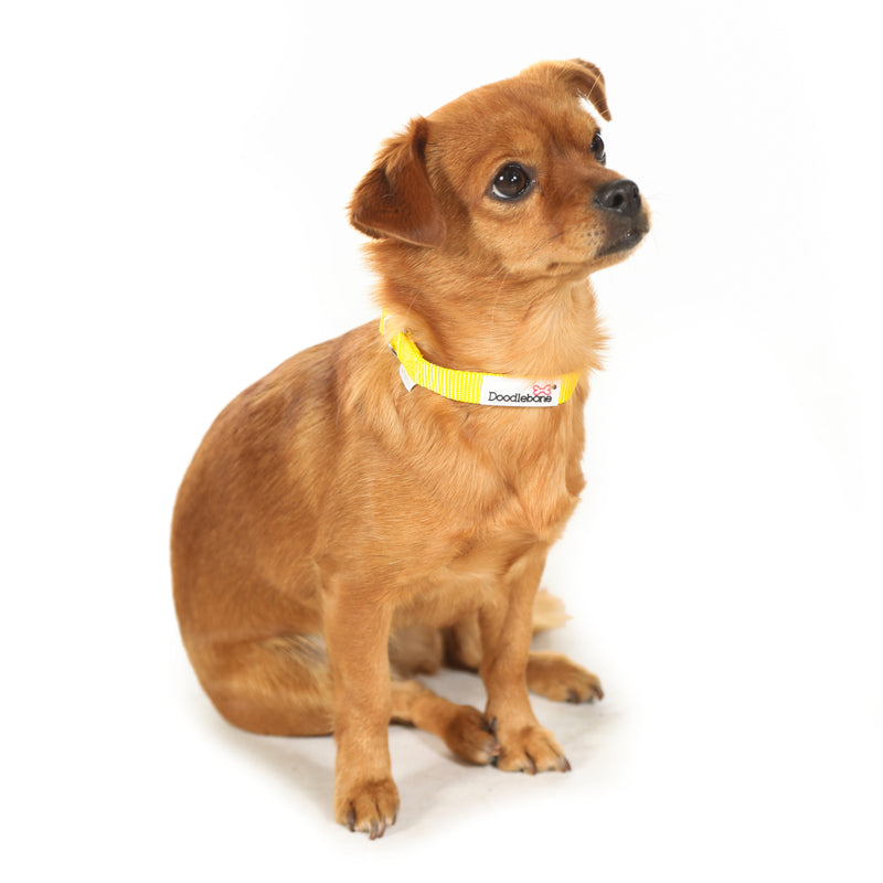 Doodlebone Originals Padded Dog Collar Tangerine 3 Sizes
