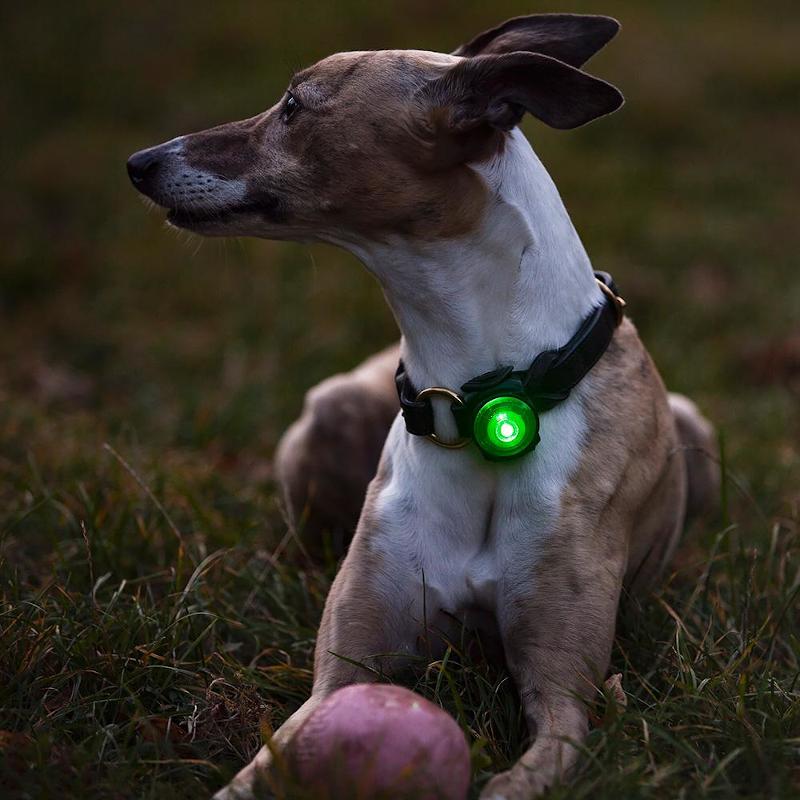 Orbiloc Dog Dual LED Night Safety Light Turquoise