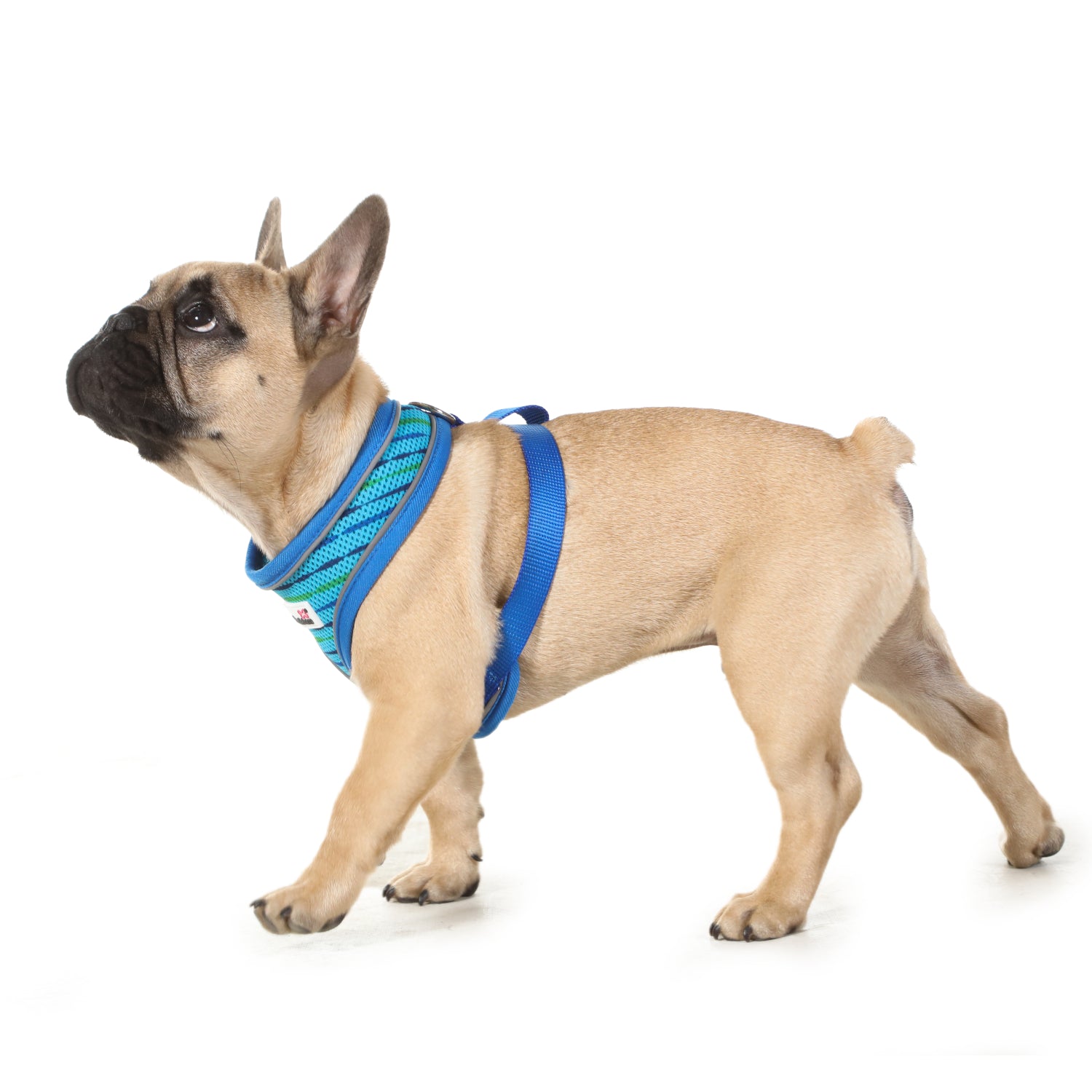 Doodlebone Originals Airmesh Pattern Dog Harness Electric Party 6 Sizes