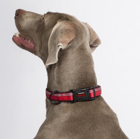 CoA Halti Dog Collar Red 4 Sizes
