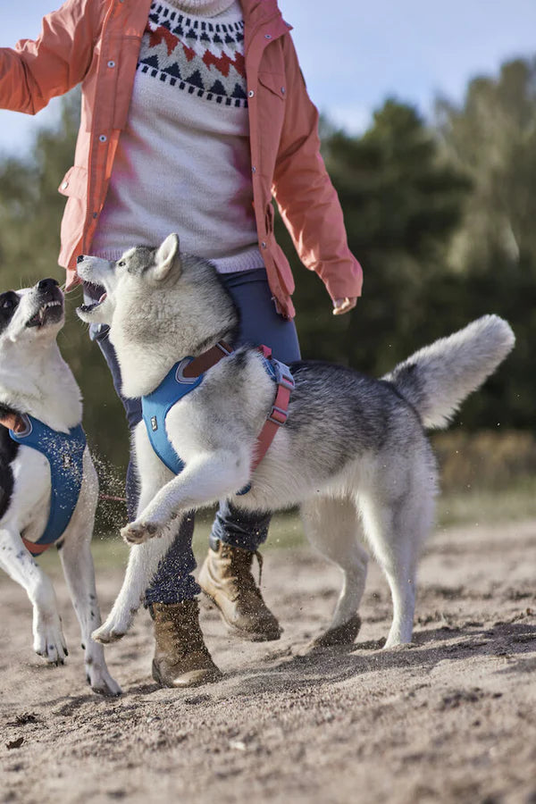 Hurtta Weekend Warrior Dog Harnesses Bilberry Mix 5 Sizes