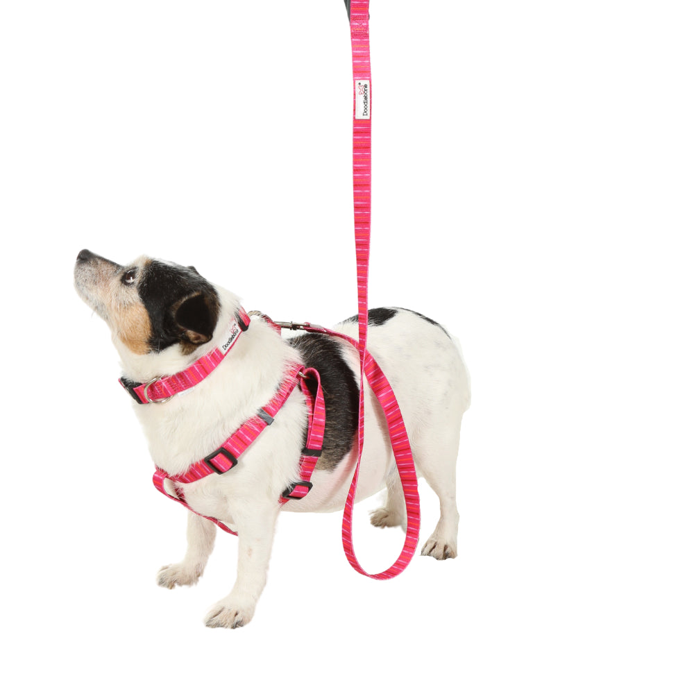 Doodlebone Originals Pattern Dog Harness Midnight Camo 4 Sizes